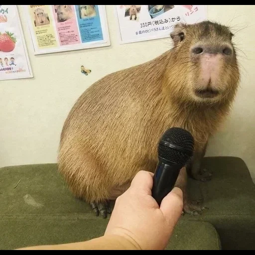 capybara, capybara, tikus capybara, kapibara hodent, hewan capybar