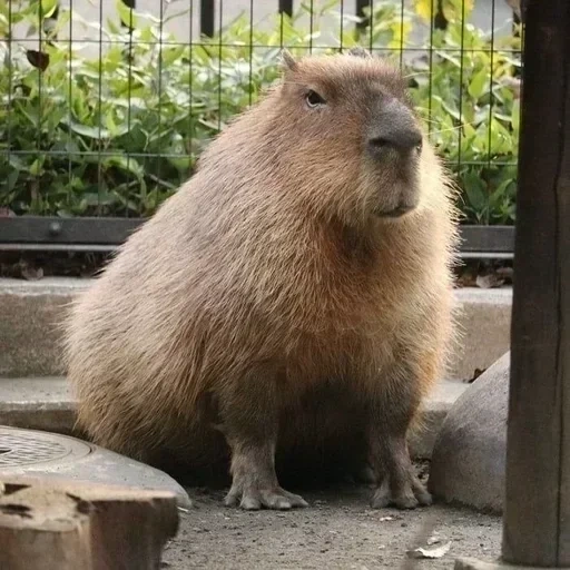 capas, rodente de kapibara, kapibara es divertido, animal del capibro, gran conejillo de indias kapibara