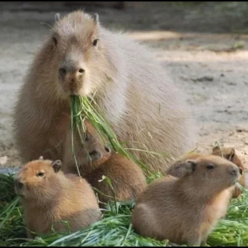 capybara, capybara douce, rongeur de kapibara, kapibara par d'autres animaux, le plus grand casseur de rongeur