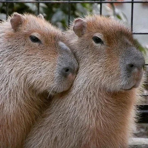 brasile, capybara, pig kapibar, rodibara rodibara, capybara è un animale