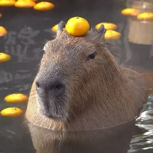 kopierbar, capybara, süße capybara, capybartier, capybara orange
