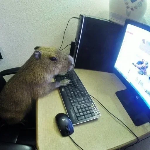 animali divertenti, animale capybar, il criceto è il computer, battute fantastiche, mouse al computer