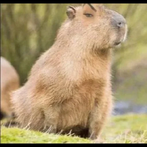 capybars, capibar, kapibara nagetier, kapibara ist lustig, capybara ist ein tier