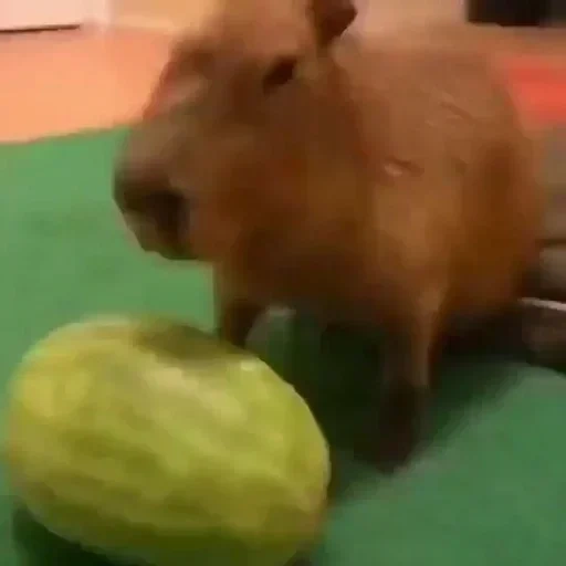 capybara, capybara, antidepressants, kapibara watermelon, kapibara is a sweet watermelon