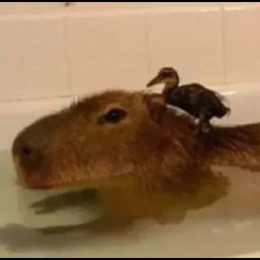 capas, capibara, una fiesta, capybara se lava, animal del capibro