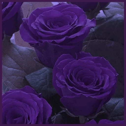rose is lilac, rosa purple moon, violet roses, rosa purple violet, luxor rose purple