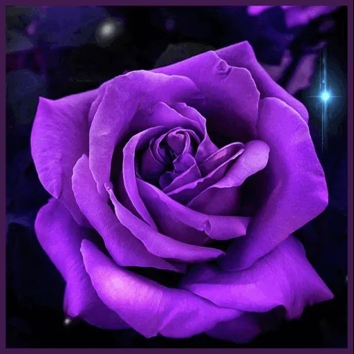 rose is lilac, rosa purple moon, rosa purple eden, violet roses, rosa purple violet