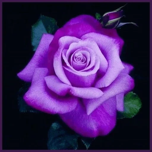 mawar lavender, bulan ungu mawar, mawar ungu, bunga ungu, zi mei zhen