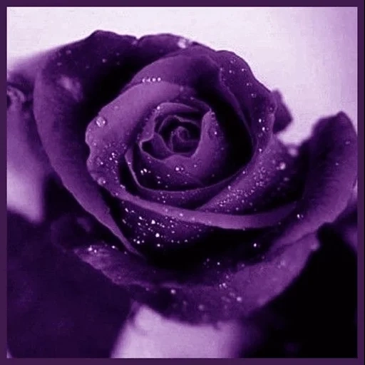 roses lilas, rose pourpre, fleurs pourpres, rose violet violet, portrait de mei zi