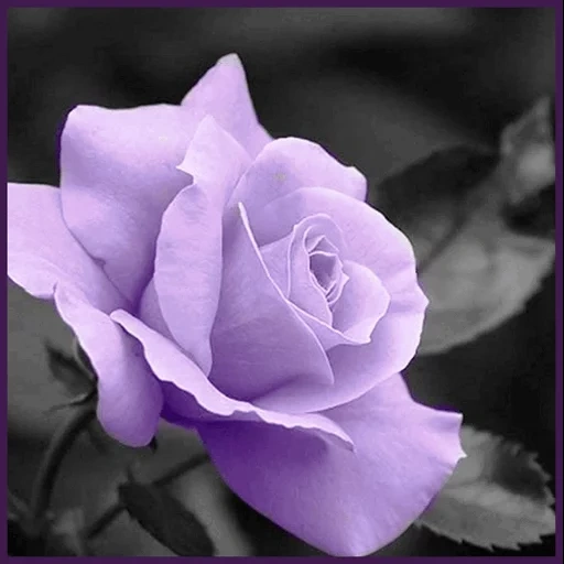 roses de lavande, rose pourpre, fleurs pourpres, fleurs roses roses, rose violet