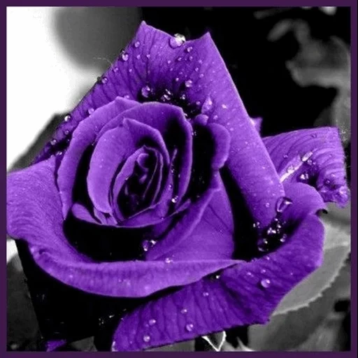 rose lilas, rose violet, fleurs pourpres, rose violet violet, peluche rose violet