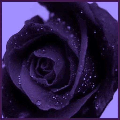 roses lilas, rose pourpre, fleurs violettes, portrait de mei zi, nuances de violet