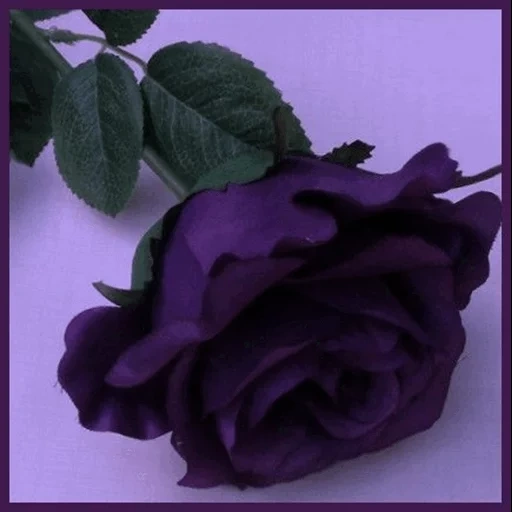 rosenviolett, rosa purple mini, rosa dark relpe, rosa purple violet, lilac rose für einen zweig