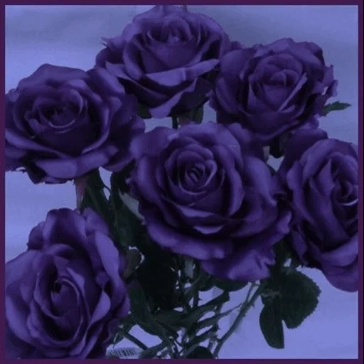 rose lilas, rose pourpre, rose rouge violet, rose violet violet, esthétique de la rose violette