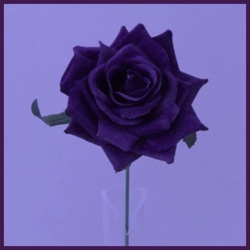 die rosen sind blau, schwarze rose, violette rosen, schwarzer samt rose, die rose ist ein blaues blau