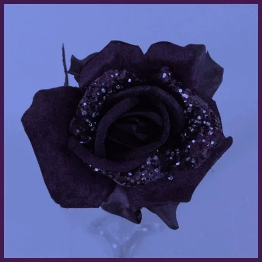 rosa negro, rosas hermosas, rosas violetas, flor de rosa negra, perlas negras de rosa