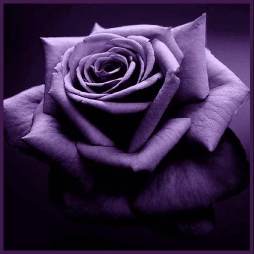 rosas de color, la rosa es negra, rosas inusuales, violet rose, rosas terciopelo púrpura