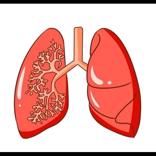 lungs, illustration, light bronchi, light pneumonia, internal organs are light