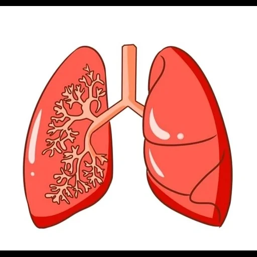 polmoni, illustrazione, bronchi leggeri, polmonite leggera, gli organi interni sono leggeri