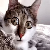 gato, gato, choque de gato, o gato é engraçado, o gato com olhos protuberantes
