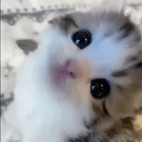 charmant phoque, bébés phoques, chaton très mignon, très mignon phoque, petit chaton mignon