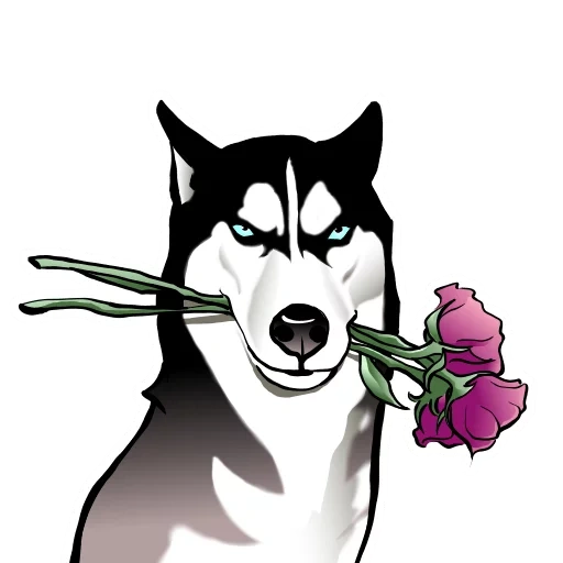 rauque, husky anuko, husky husky, chien husky, fleurs rauques