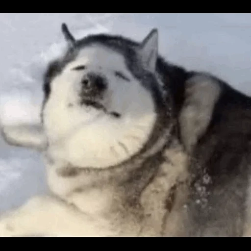 alaskan sleigh, alaskan sled puppy, alaskan sled dog, alaskan sleigh, weight of alaskan sled adult dog