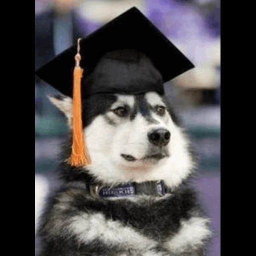 harth dog, o husky é engraçado, motivo do cão, haschi siberiano, chapéu de ex-alunos