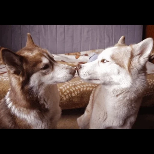serak, haski kiss, husky kus, anjing husky, ciuman serak