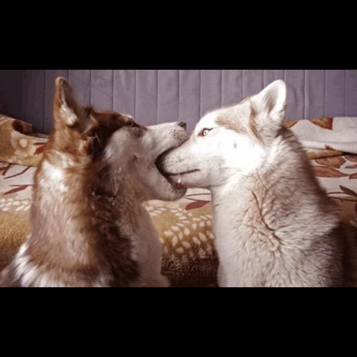 huskakus, variedade husky, beijo de husky, husky abraçou, haschi alasca