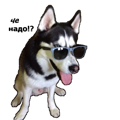 fornido, gafas husky, perro husky, alaska husky