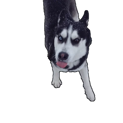 fornido, husky husky, perro husky, fondo blanco husky, husky de cachorro con fondo blanco