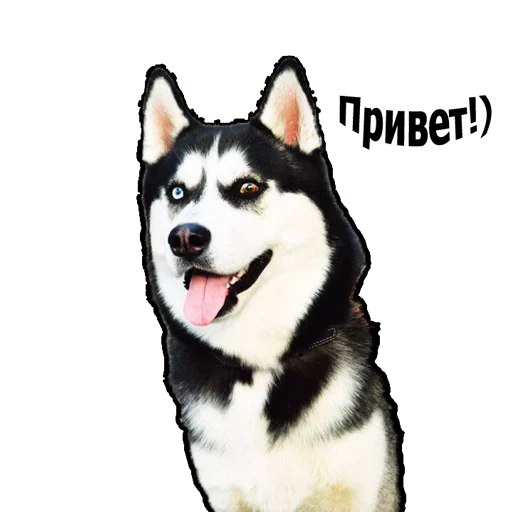 husky, husky dog, husky sibérien, husky d'alaska, husky sibérien