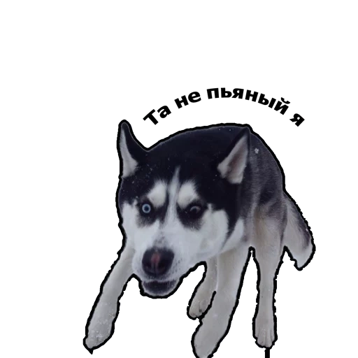 husky, evil husky, husky kuchuk, husky dog, siberian husky