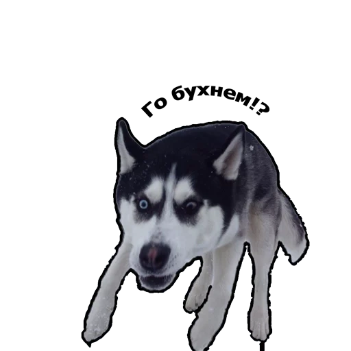 fornido, husky malvado, husky husky, perro husky, malvado husky