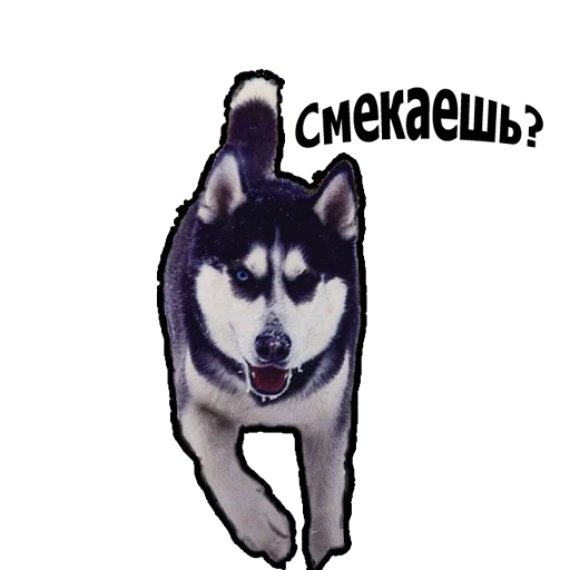 husky, gosta ou husky, husky siberiano, husky siberiano é mau, belos desenhos de husky