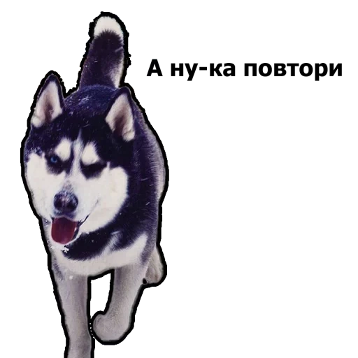 hesky, anjing husky, siberia husky, alaska husky, siberia husky