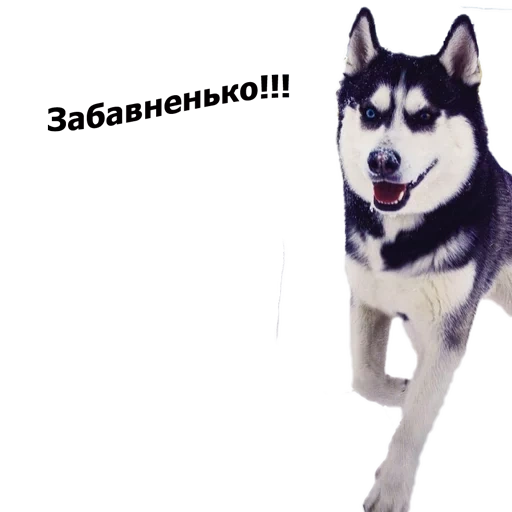 hesky, husky husky, anjing husky, siberia husky, alaska husky