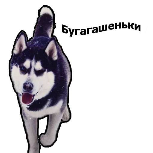 husky, husky husky, cachorro husky, husky siberiano, husky do alasca