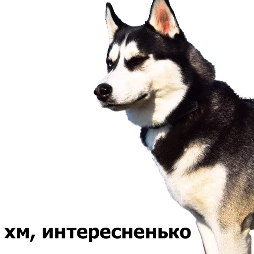 hesky, anjing husky, varietas husky, siberia husky, alaska husky