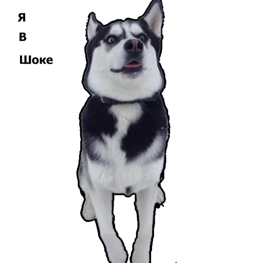 fornido, husky husky, perro husky, la raza husky, husky siberiano