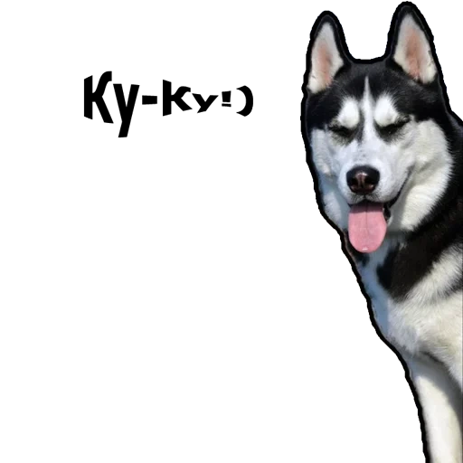 heiser, husky husky, husky hund, sibirischer husky, alaskaner husky