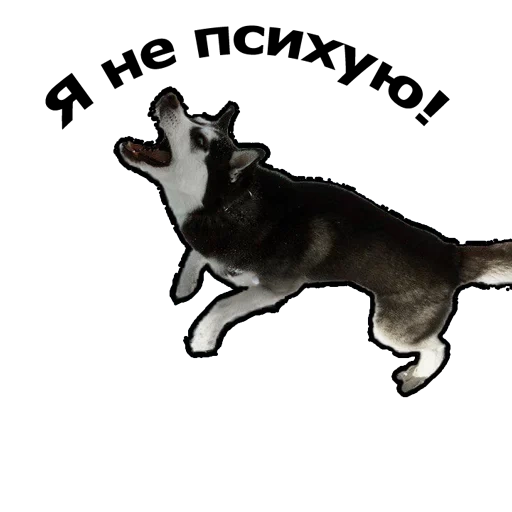 piada, cão, animais, raças de cães, cão animado com fundo transparente