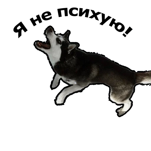 joke, dog, animals, dog breeds, animated dog with a transparent background