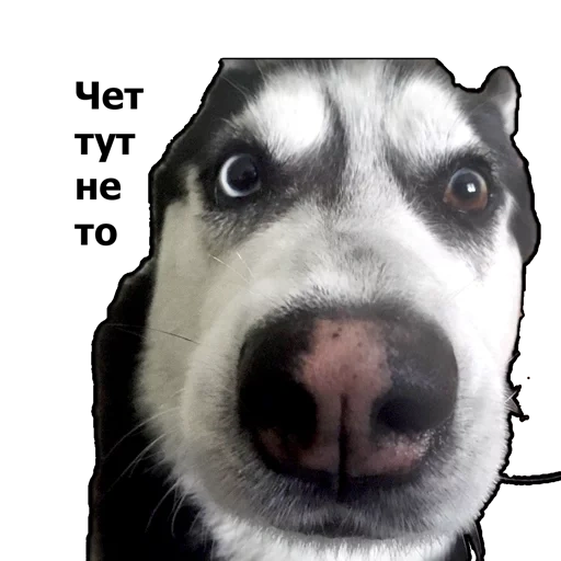 fornido, husky husky, hocico, perro husky, el perro de la búho