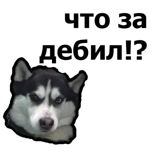 joke, 512 512, the dog is a suspect, the dog of the husky suspect