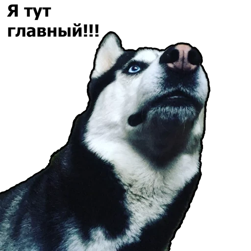 husky, husky husky, cane husky, la razza husky, husky siberiano