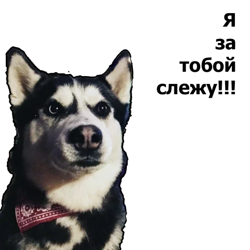 husky, huski memes, husky husky, cachorro husky, husky siberiano