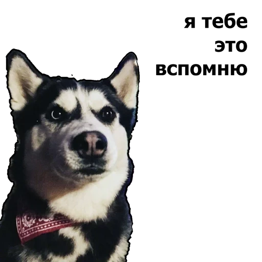 hesky, meme husky, husky husky, anjing husky, siberia husky