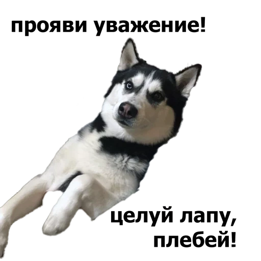 husky, husky dog, the breed husky, siberian husky, husks of the hind legs